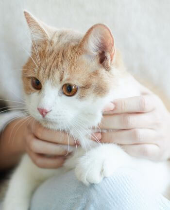 cat sitting on lady's lap