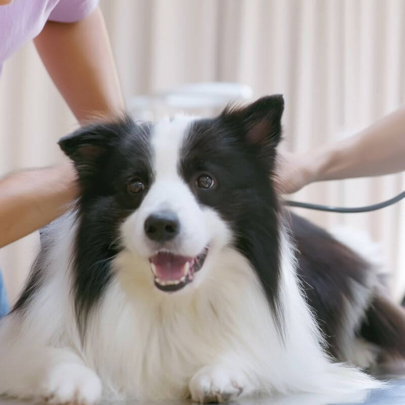 a vet checking a black & white dog