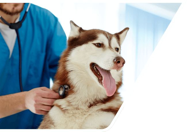 a vet checking dog neck -Mobile and tab