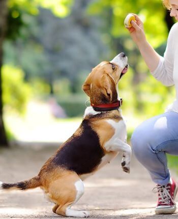 A woman joyfully interacts with a dog on a leash