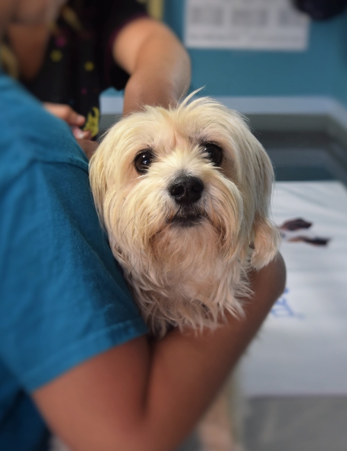 The dog is in the man's lap at a pet clinic