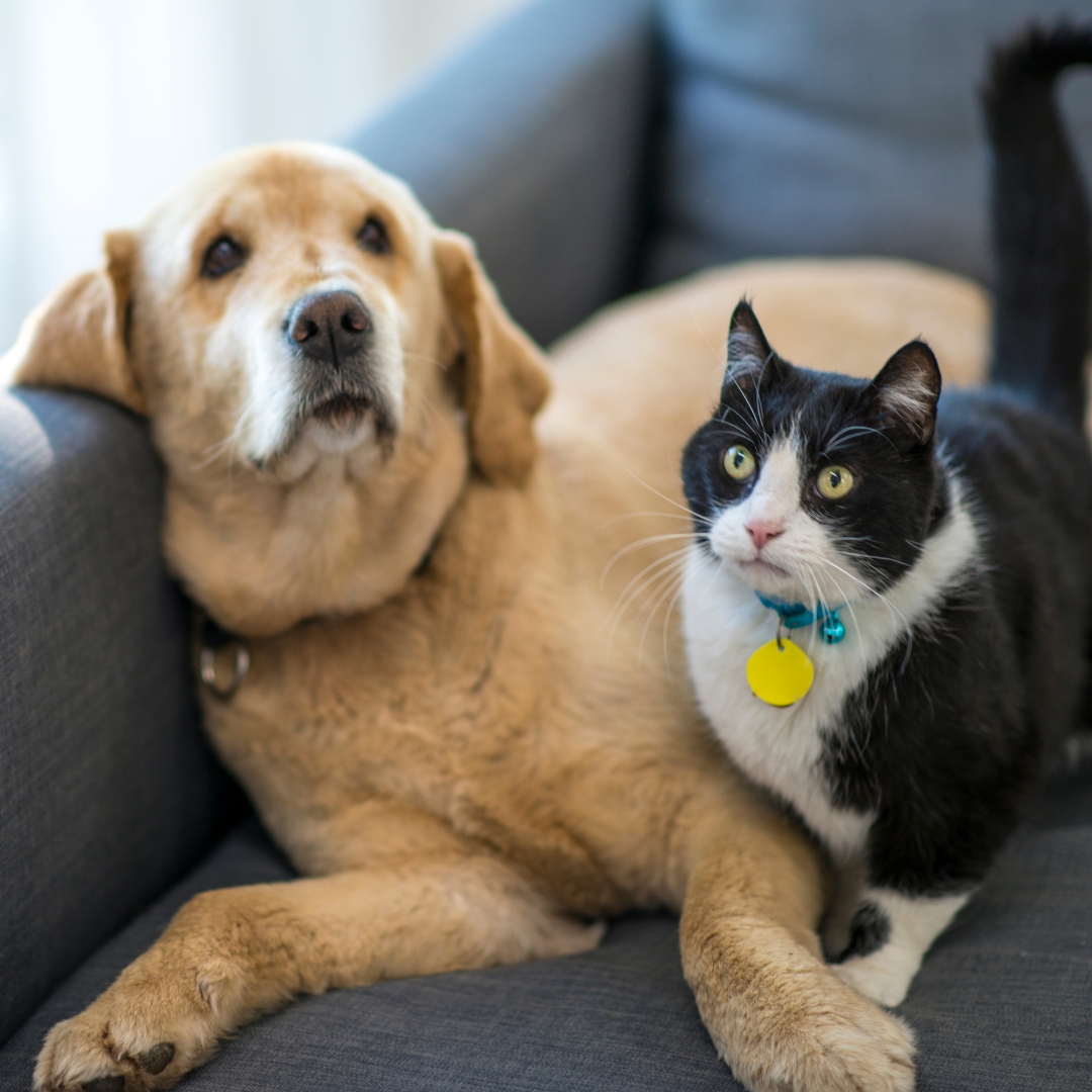 A dog and a cat are sitting on the sofa