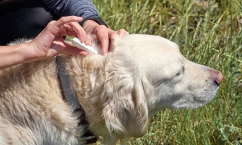 A person carefully applies a medicine to a dog's head