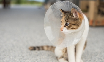 A cat with a protective cone around its head