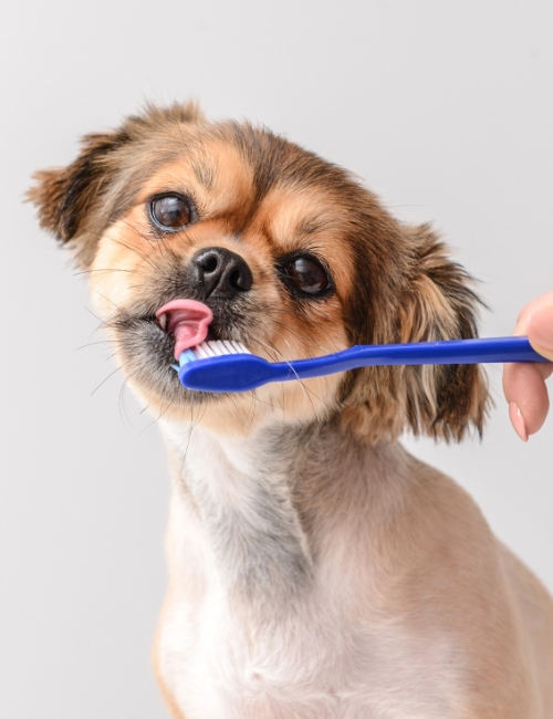 A small dog is being gently brushed with a blue toothbrush