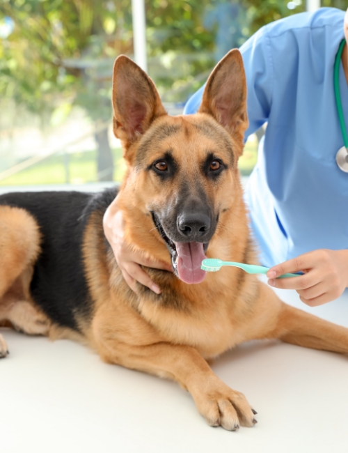 A woman in a blue shirt gently brushes a German Shepherd's teeth