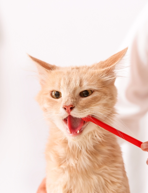 A person gently brushes the teeth of a cat