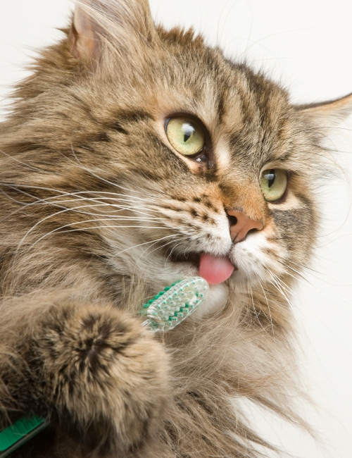 A cat humorously brushing its teeth