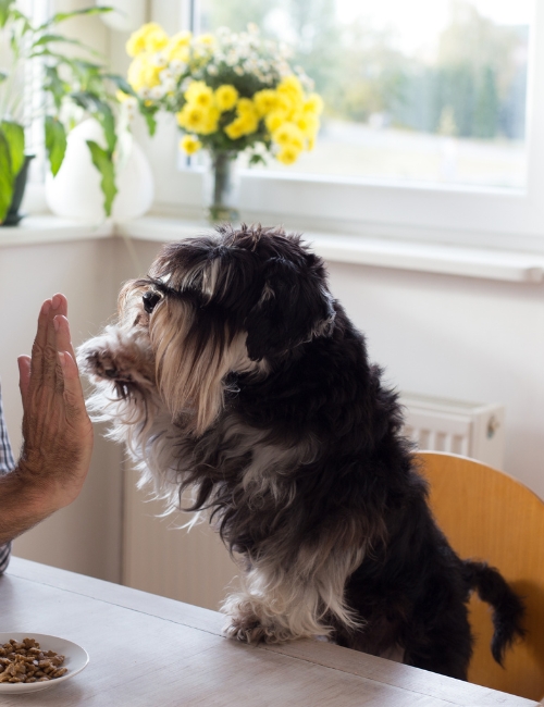 A dog sits at a table beside an older man