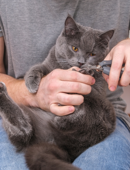 A man carefully trims the fur of a cat
