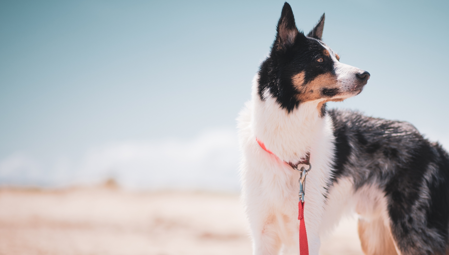 26 A dog stands on the beach, wearing a red leash