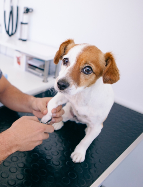 A veterinarian carefully examines a dog's paw