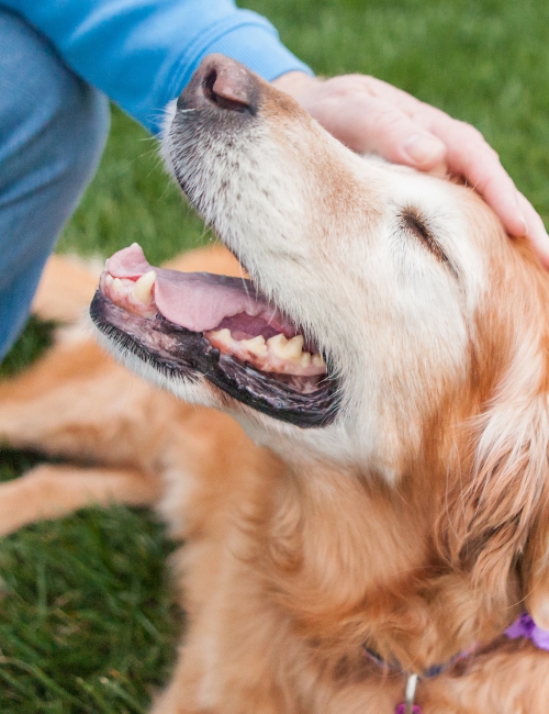 A golden retriever enjoys being petted by a person