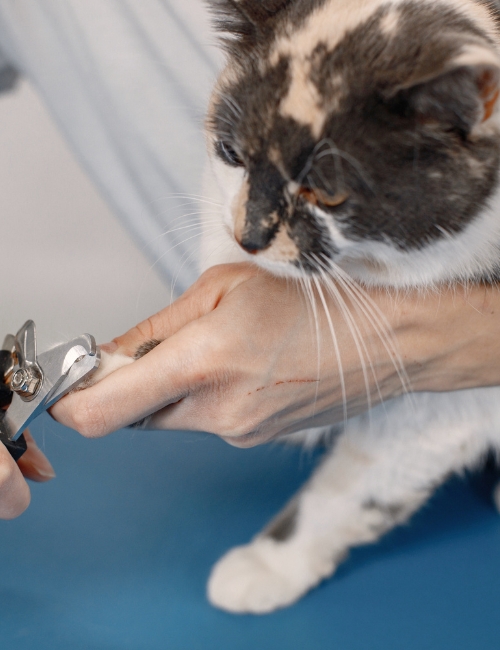 A person carefully trims the claws of a cat