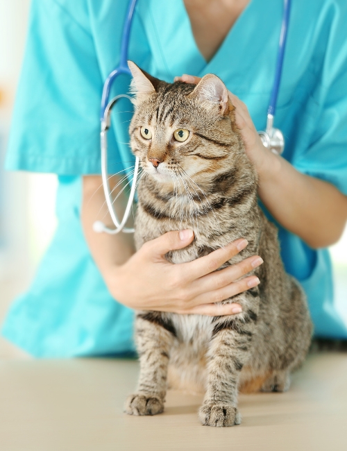 A woman in a blue shirt cradles a cat