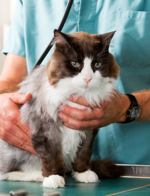 A veterinarian uses a stethoscope to examine a cat