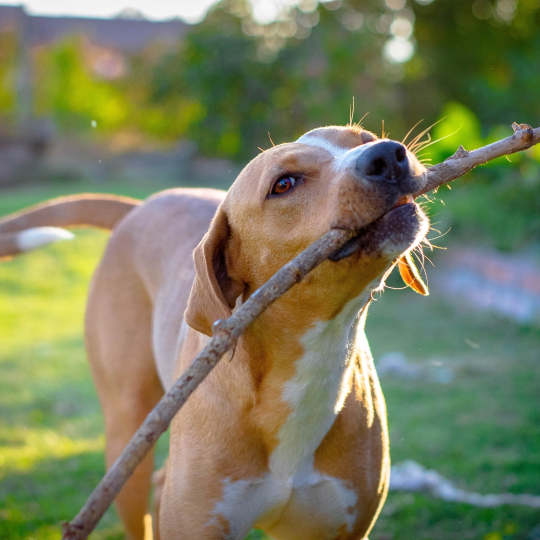 The dog has a stick in its mouth