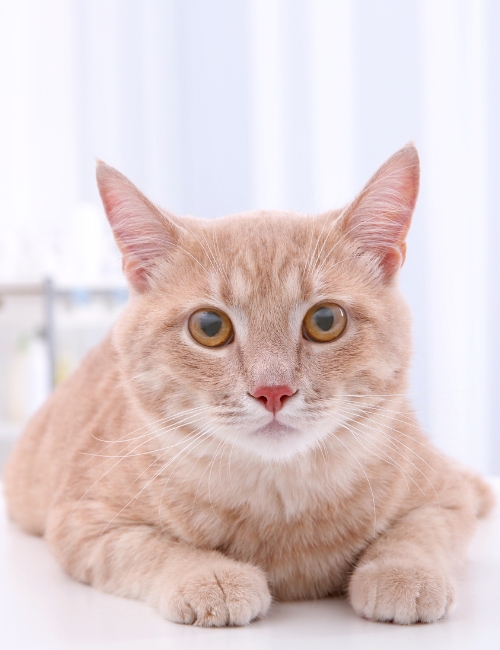 A tabby cat perches on a table