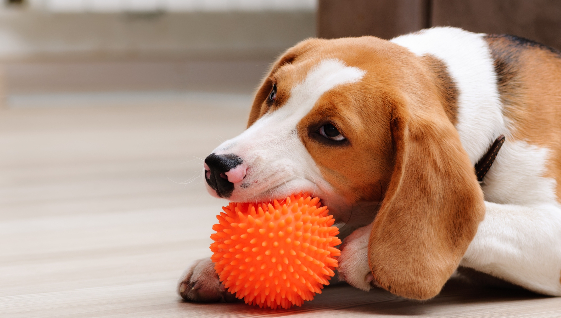 31 A dog contentedly chewing on an orange ball