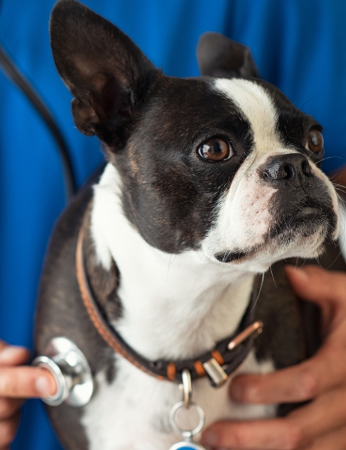 Doctor checking up dog with stethoscope