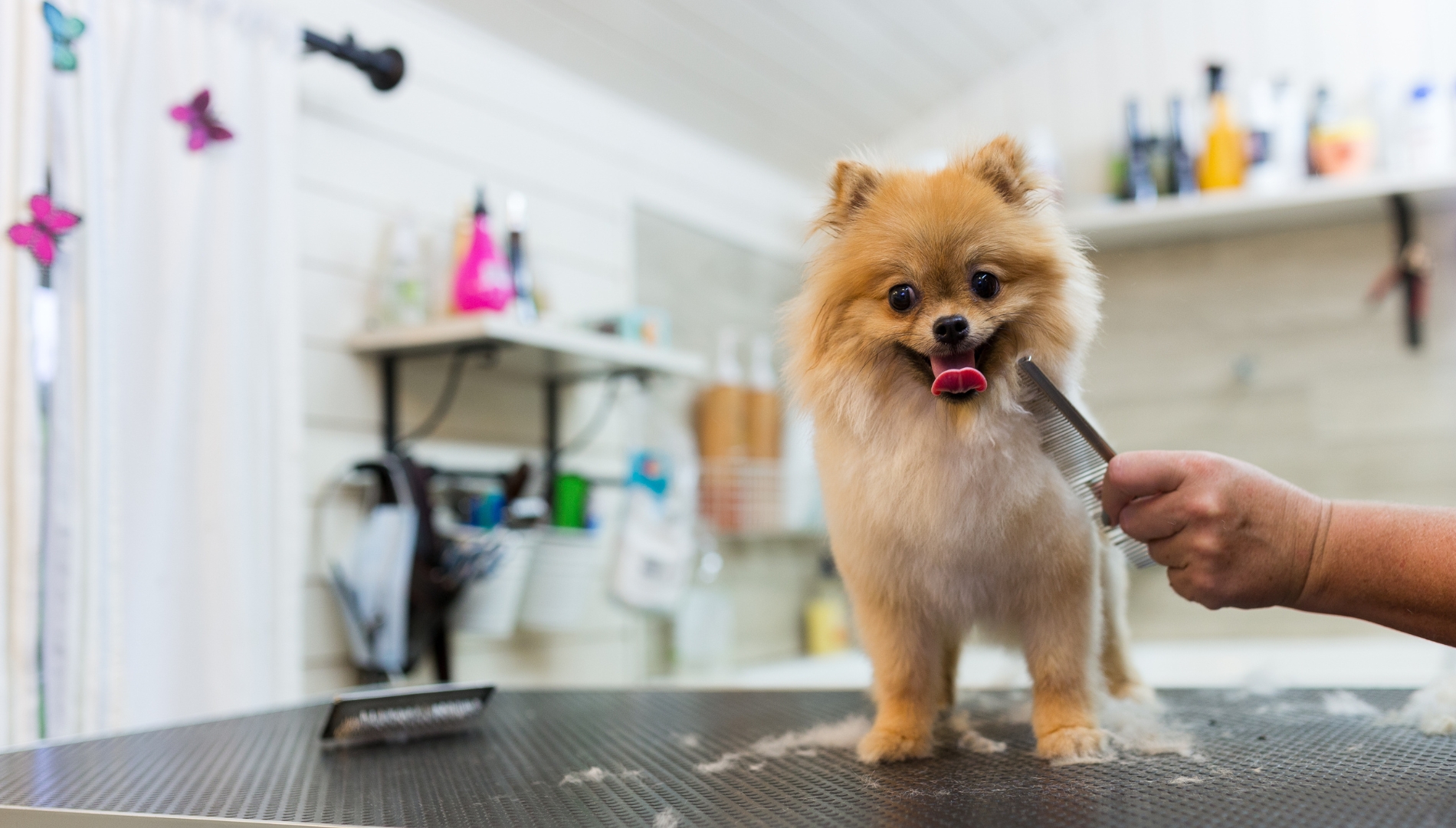 36 A dog receives grooming from a person