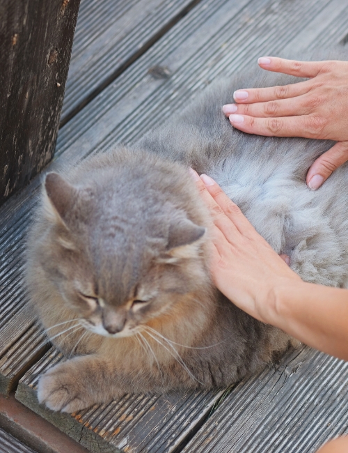 A person is seen petting a cat on a wooden deck