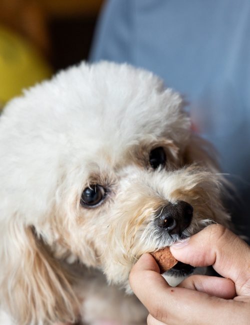 A person feeding a dog a piece of food