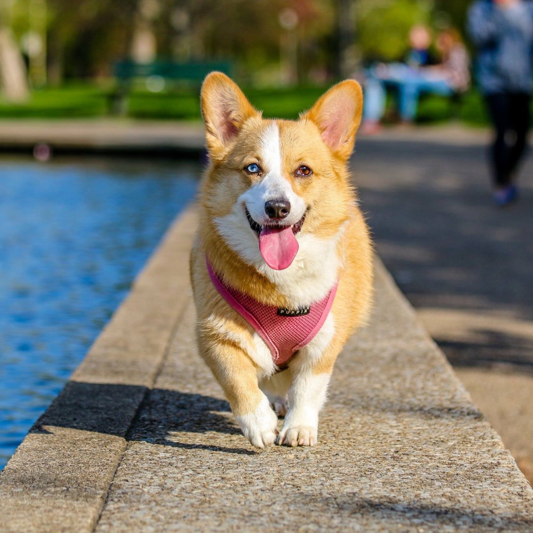 A dog is running beside the pond