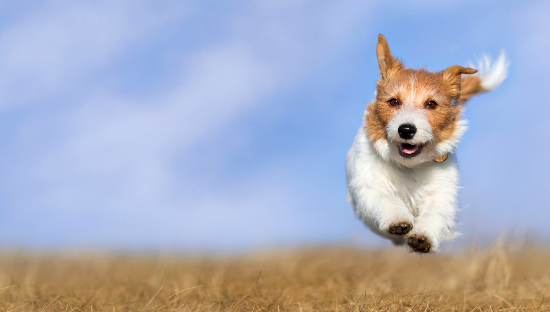 41 The dog is happily on the grass