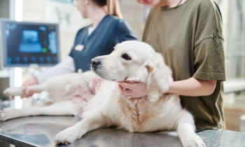 A veterinarian examines a dog on the examination table