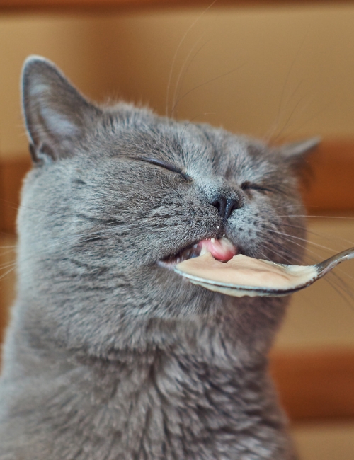Feeding the cat with a spoon