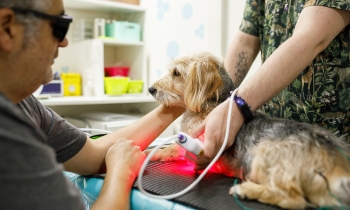 A dog is being carefully examined by a veterinarian