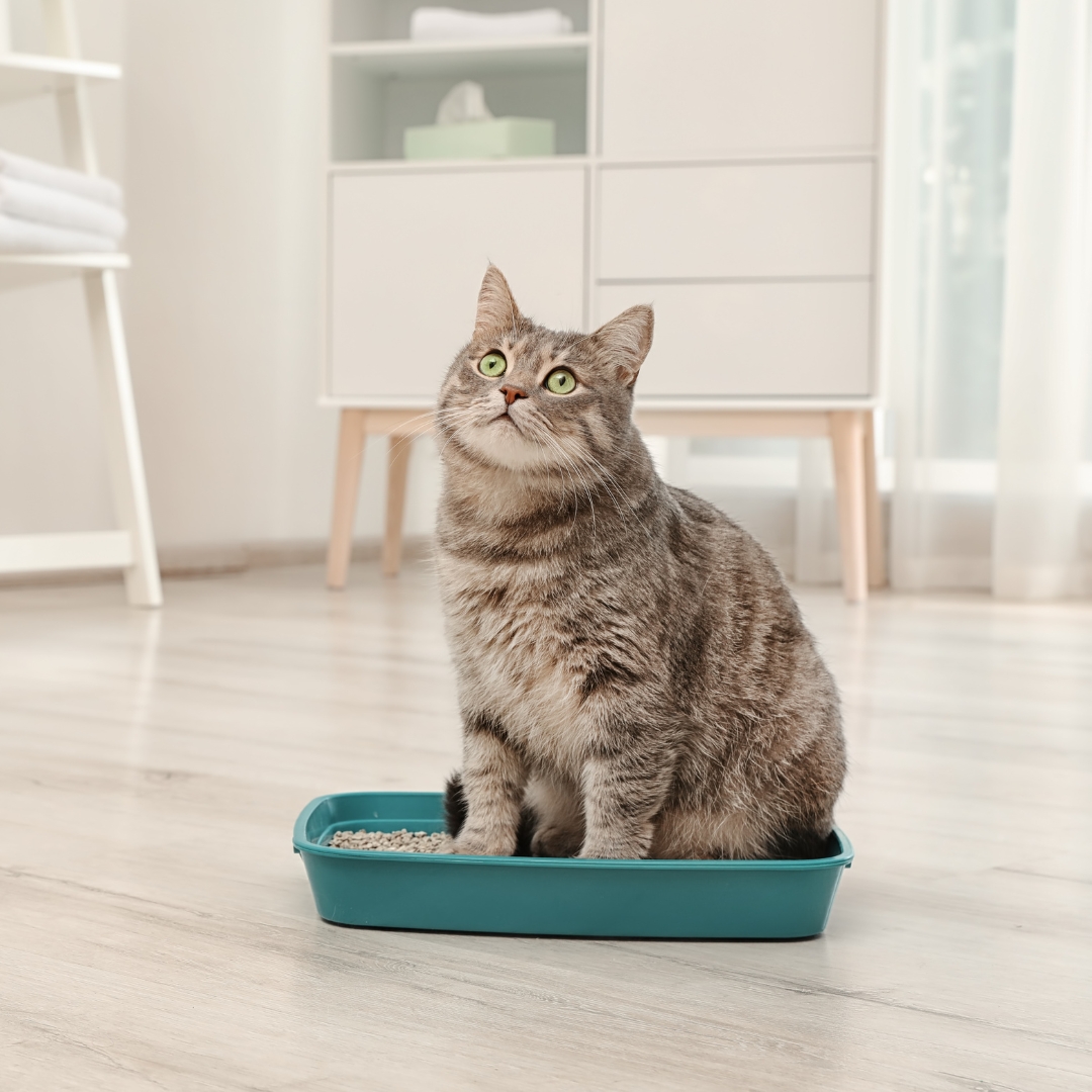 cat comfortably perched on a little box