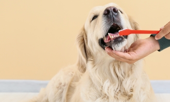 An individual is brushing a dog's teeth