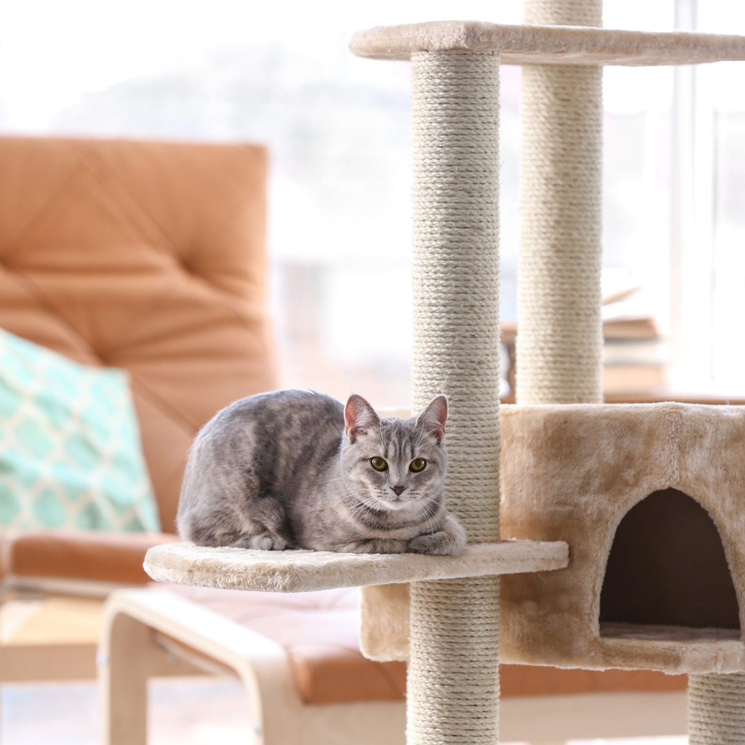 The cat is sitting on the wooden table