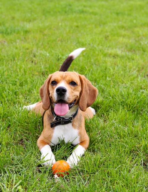 A dog sits on green grass