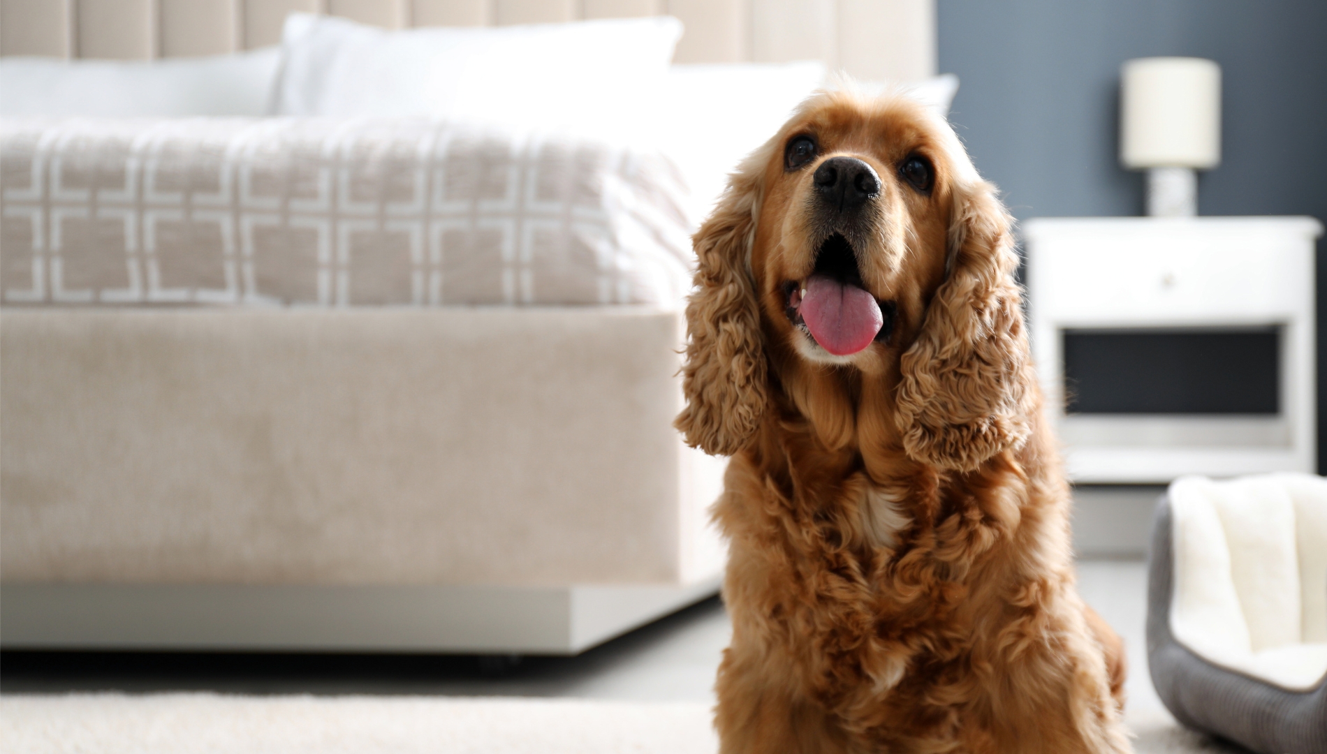 banner3 The dog is sitting in front of the bed