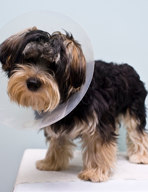 A dog wearing a protective cone around its head
