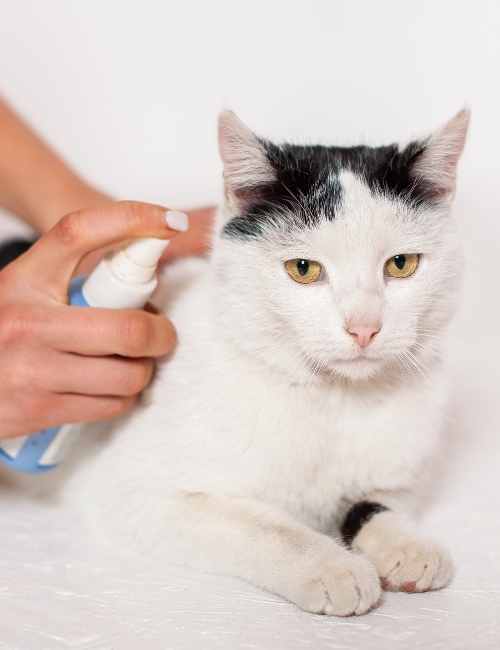 An individual uses a spray bottle to clean a cat