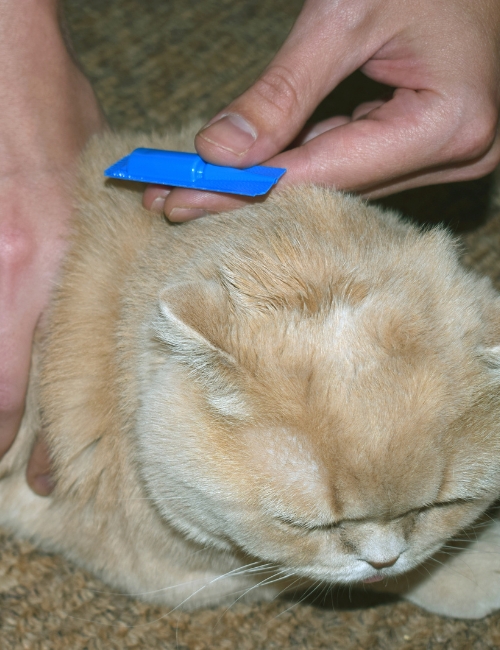 A person gently cleans a cat using a blue tool