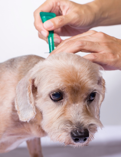 A person protection a puppy against fleas and ticks