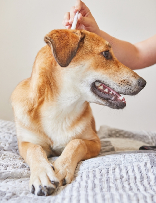 A person gently brushes a dog's fur on a bed