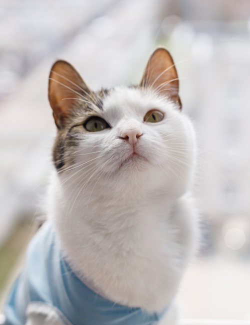 A cat in a blue shirt gazes upward