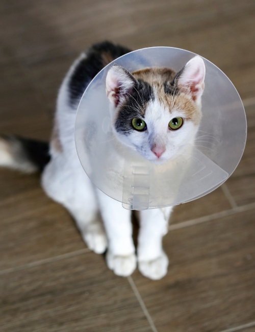 A cat wearing a cone around its head