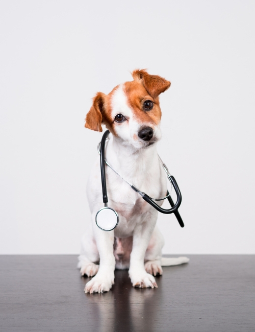 A dog wearing a stethoscope sits on a table