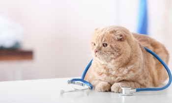 A cat sits on a table with a stethoscope around its neck