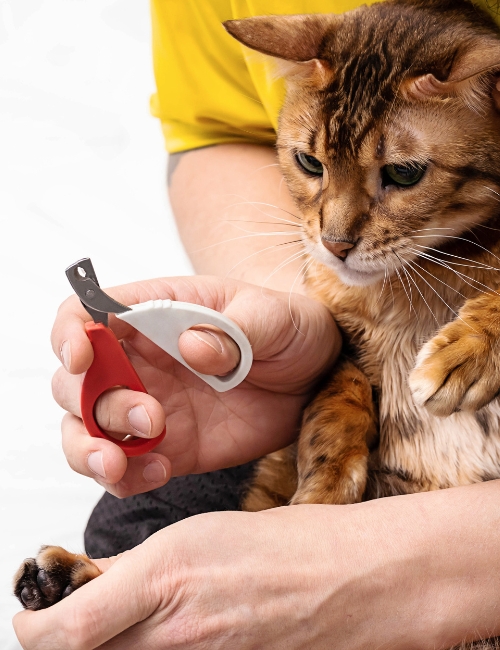 A person gently holds a cat 