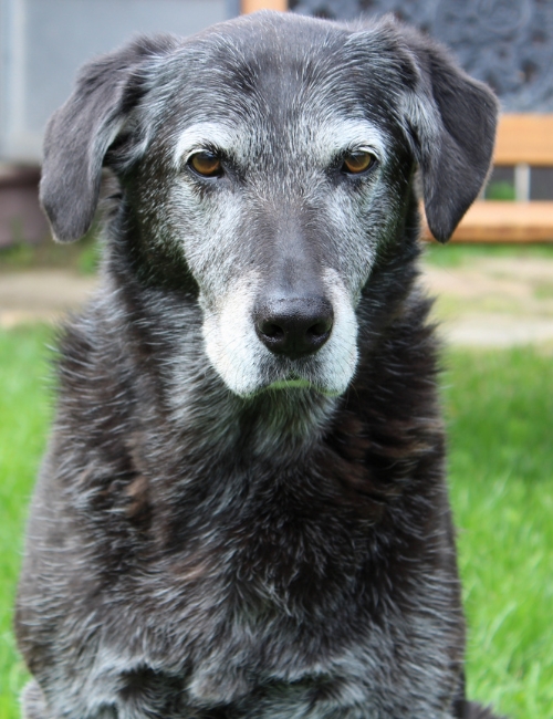 A black dog rests on a vibrant green lawn