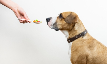 A dog is being fed medicine from a spoon