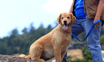 A man is standing with a dog